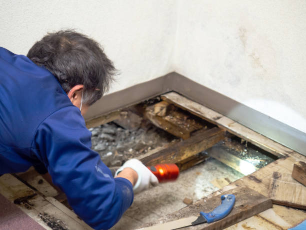 Best Certified Mold Removal  in Monticello, KY