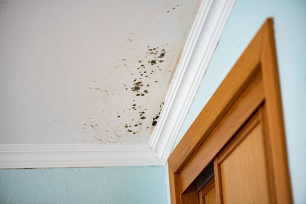 Best Mold Damage Repair  in Monticello, KY