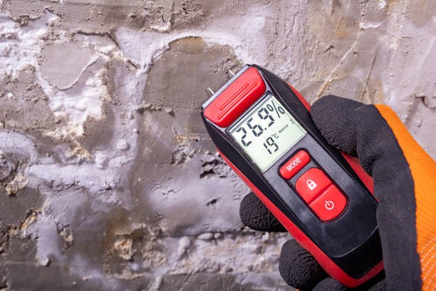 Best Same-Day Mold Removal  in Monticello, KY