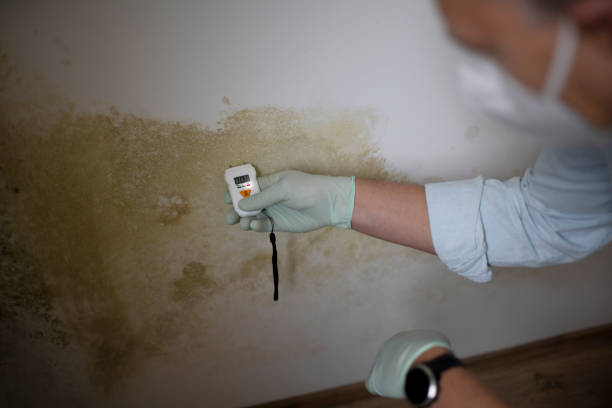 Best Attic Mold Removal  in Monticello, KY