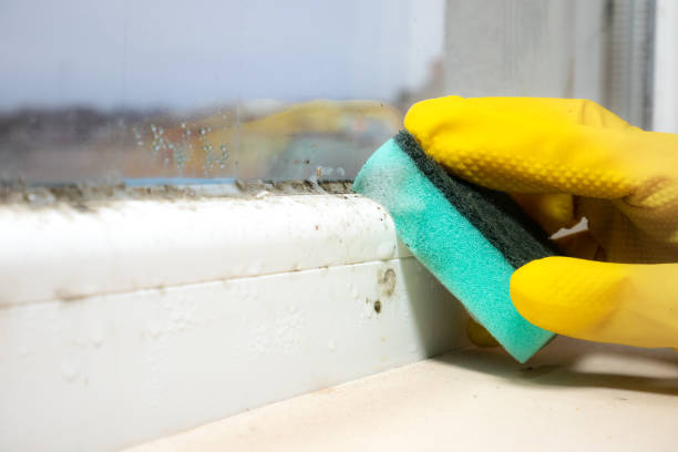 Best Local Mold Removal Service  in Monticello, KY