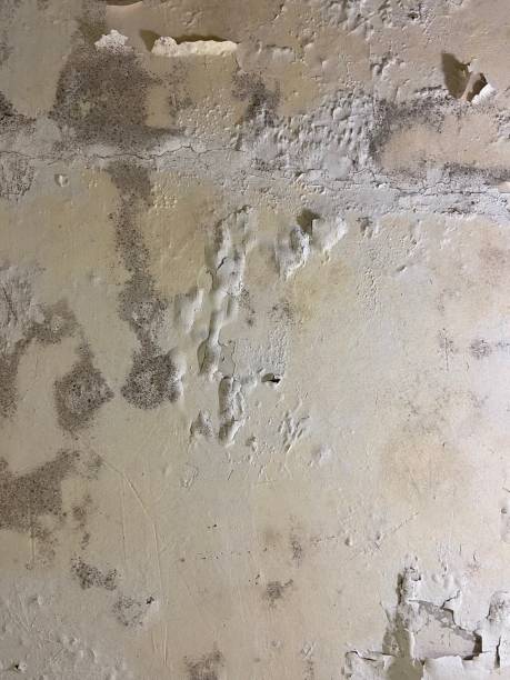 Trusted Monticello, KY Mold Removal Experts